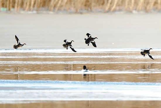 2021地方两会系列观察之四： 协同共进 京津冀定下5年新约