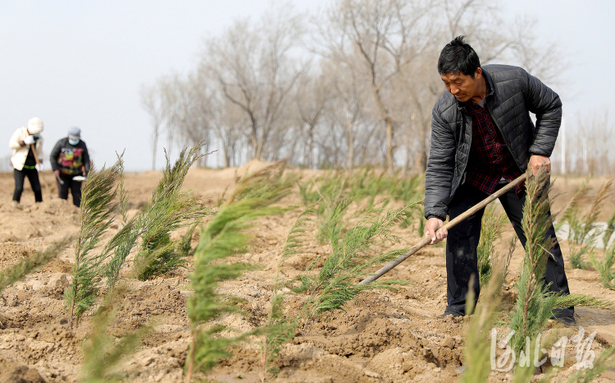 河北：春日植绿正当时
