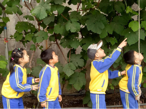 “大拇指研學”帶領瀋陽貝爾迪幼兒園小朋友開展農業研學