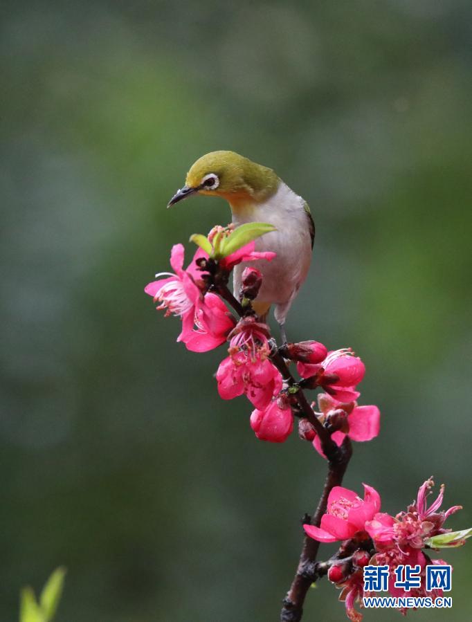 Musim Semi Sudah Datang_fororder_niao2