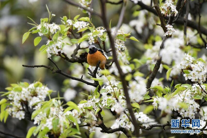 Musim Semi Sudah Datang_fororder_niao5