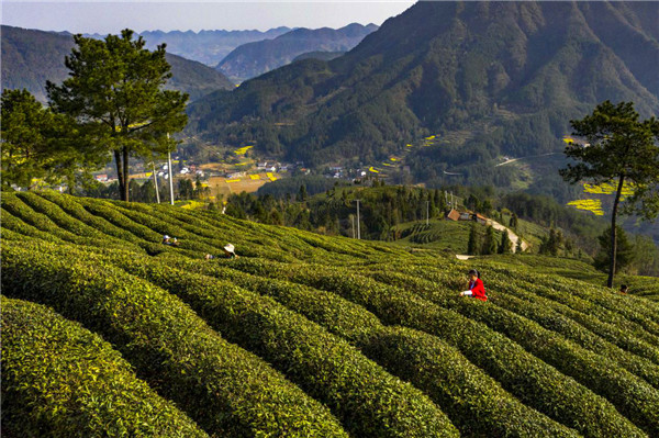 秦巴山区采茶忙 汉中勉县18.6万亩高山茶园进入采摘期