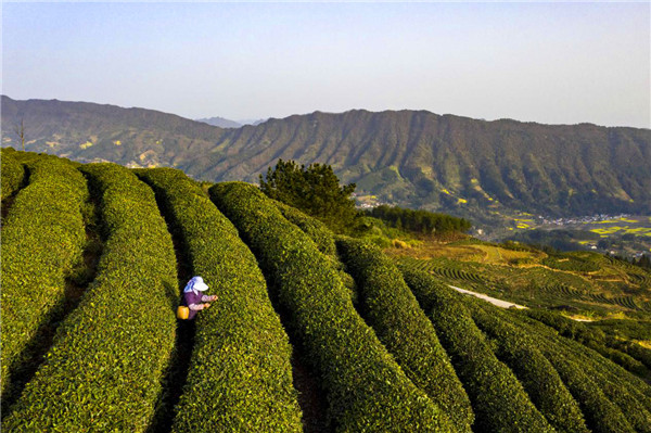 秦巴山區採茶忙 漢中勉縣18.6萬畝高山茶園進入採摘期