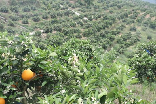 奉节:脐橙花果同树 引游客参观