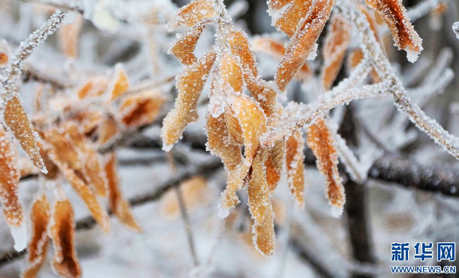 三门峡：一场“桃花雪”扮美“豫西后花园”