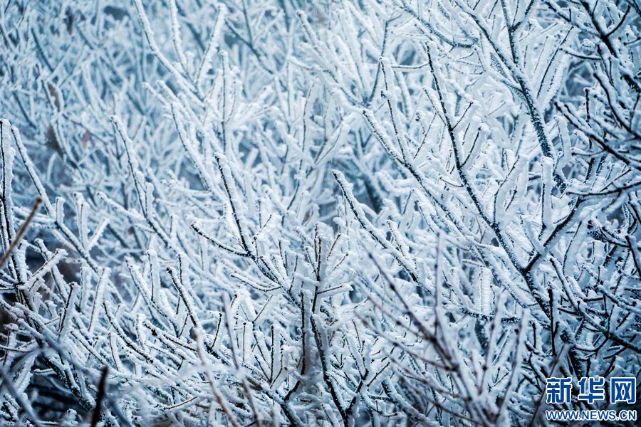 三门峡：一场“桃花雪”扮美“豫西后花园”