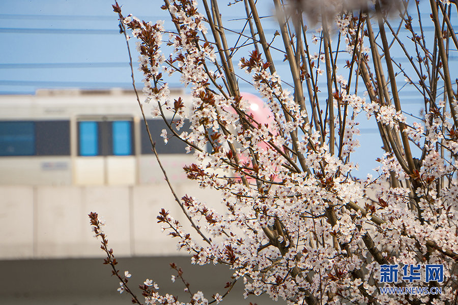 【城市远洋】重庆：春色盎然惹人醉 花影婆娑迎客来