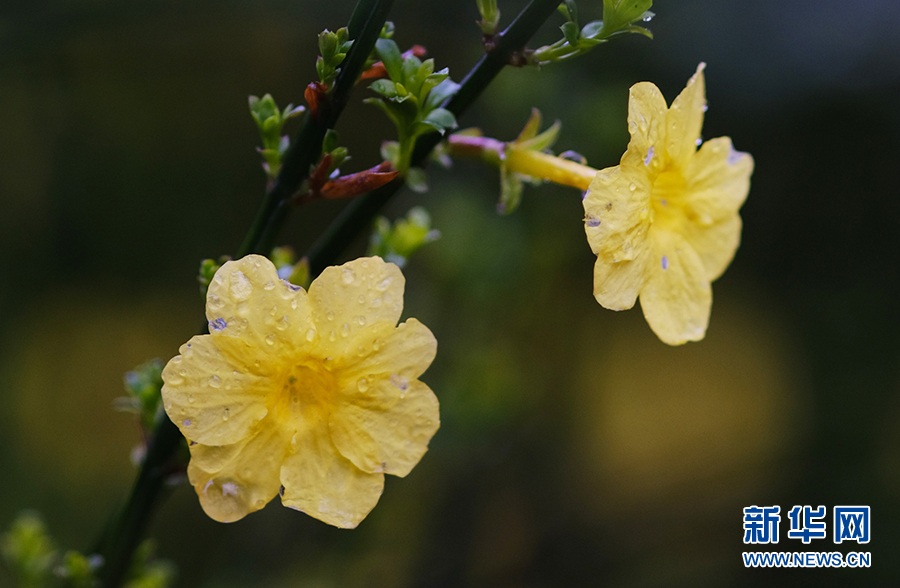 春雨润花枝 娇艳更欲滴