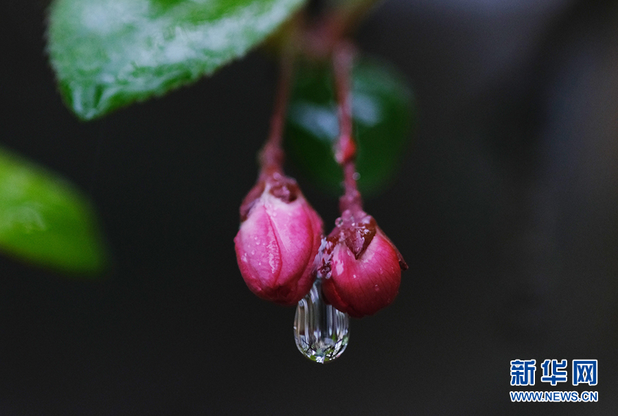 春雨潤花枝 嬌艷更欲滴