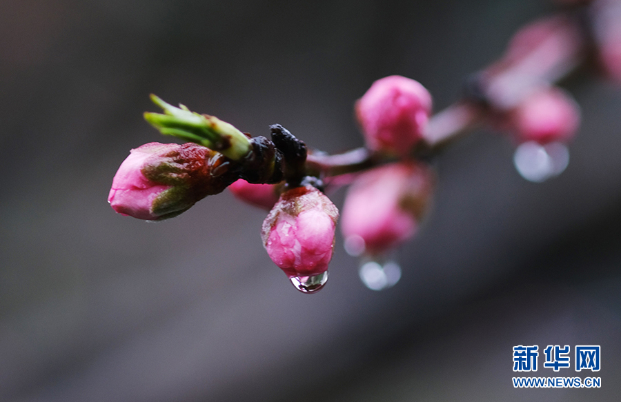 春雨润花枝 娇艳更欲滴