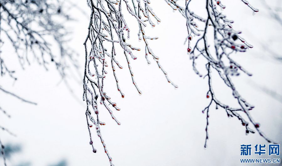 三门峡：一场“桃花雪”扮美“豫西后花园”