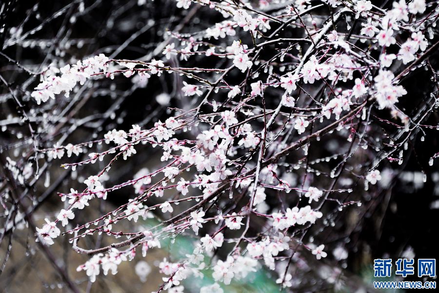 三门峡：一场“桃花雪”扮美“豫西后花园”