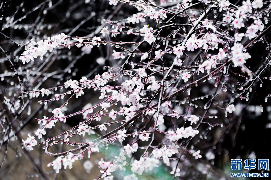 三門峽：一場“桃花雪”扮美“豫西後花園”