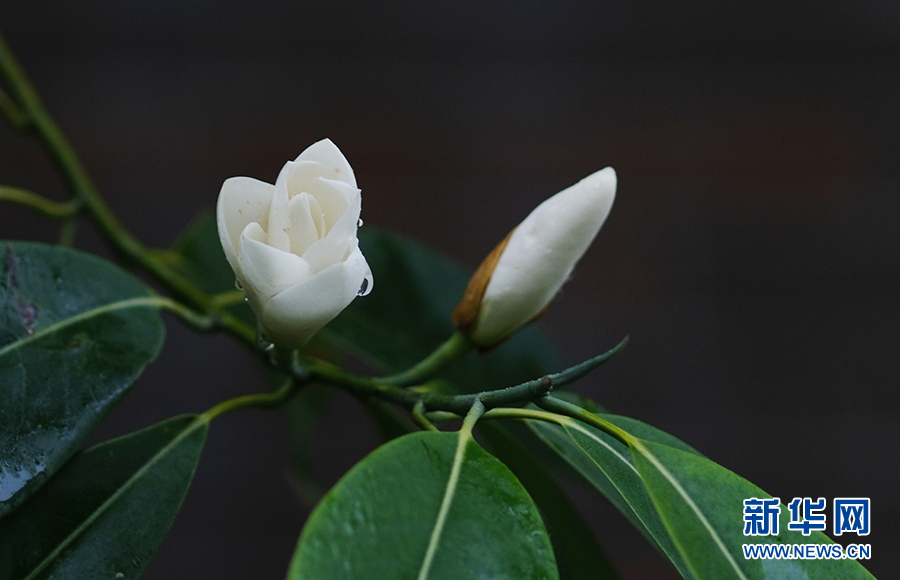 春雨润花枝 娇艳更欲滴