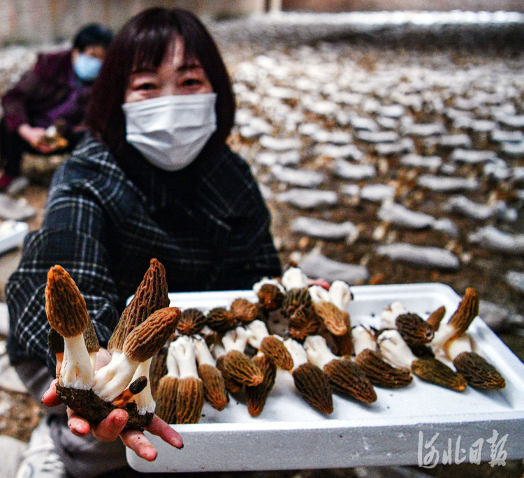 河北石家庄：特色种植助力乡村振兴