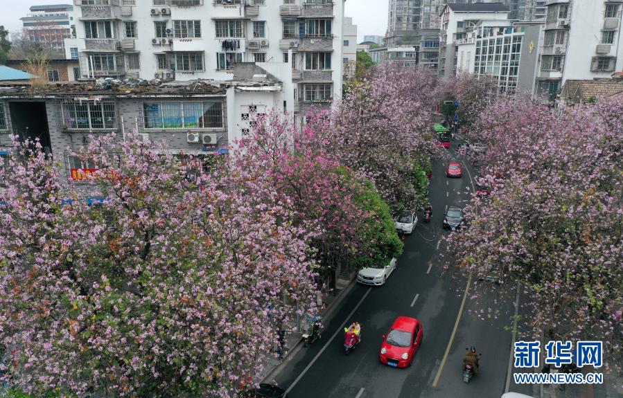 广西柳州：紫荆花开满城春