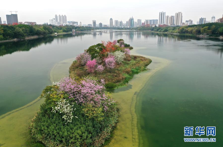 一湖春水鲜花红