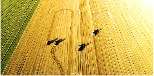 齊河：藜麥種植拓寬致富路