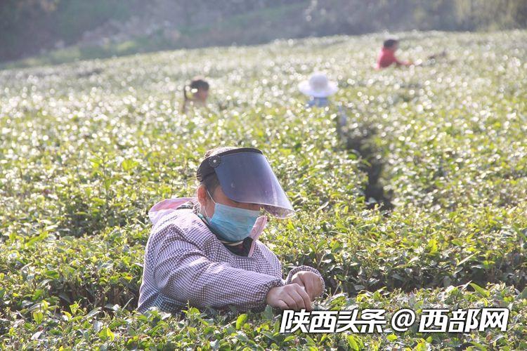 不涨价 不拖欠 不降低 东裕茗茶引领汉中仙毫发展新风向