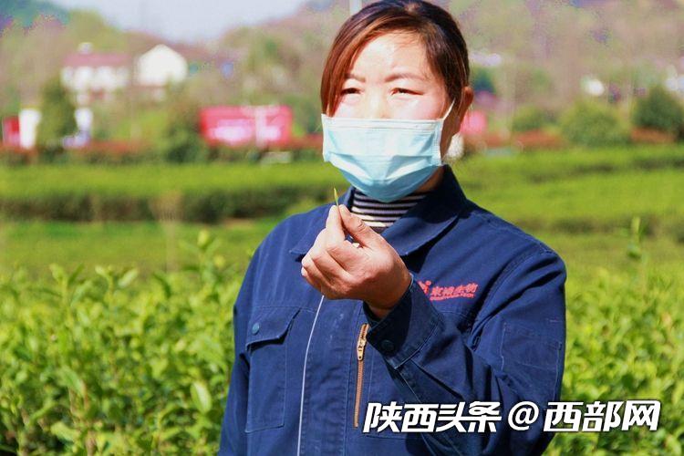 不涨价 不拖欠 不降低 东裕茗茶引领汉中仙毫发展新风向