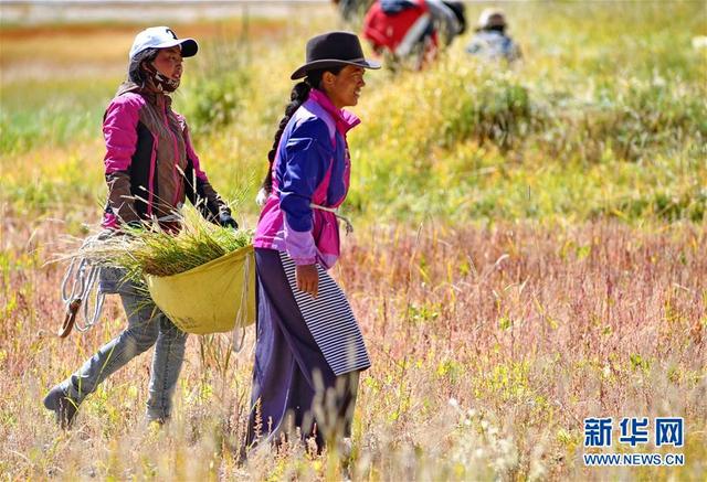 西藏迎來飼草收割季