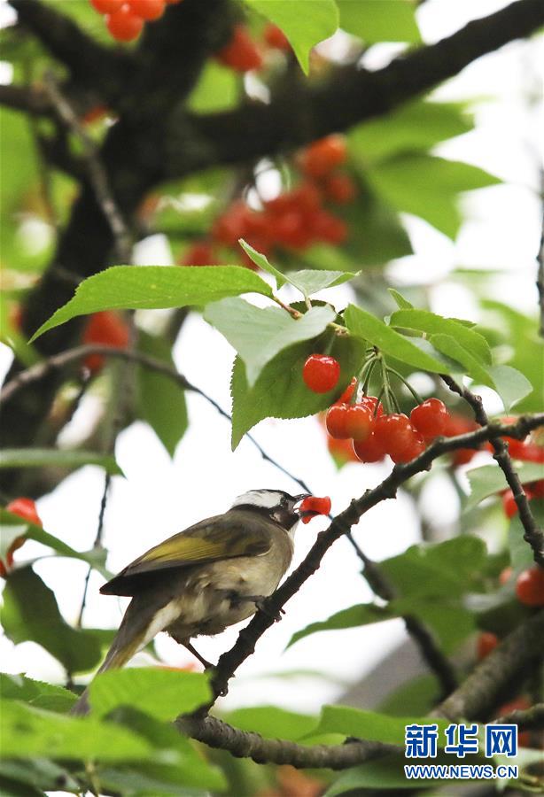 江苏苏州：暮春鸟欢