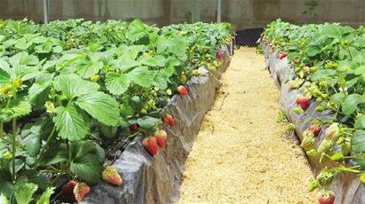 饒河：蔬菜綠草莓紅打造綠色經濟“新引擎”