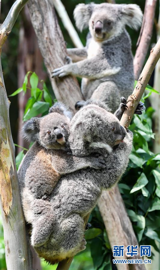 考拉在广州形成最大海外种群