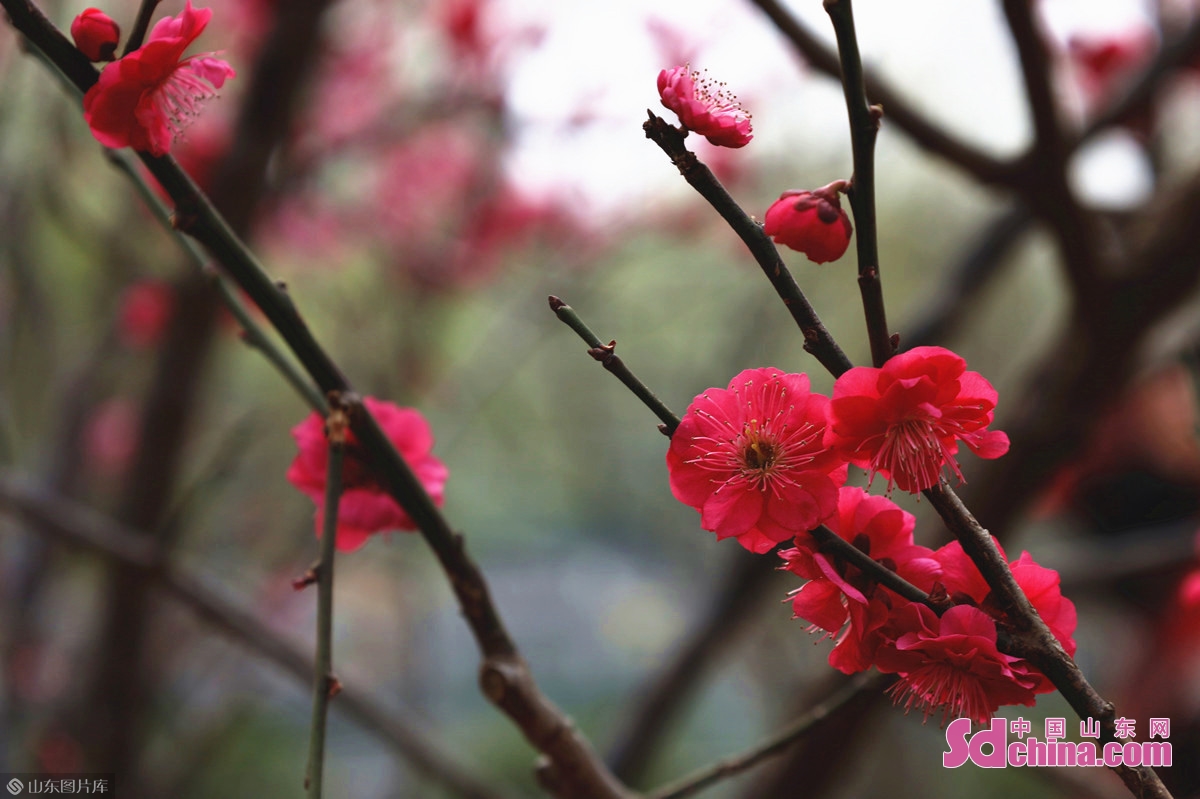 济南：几番春寒后，梅花自清芳