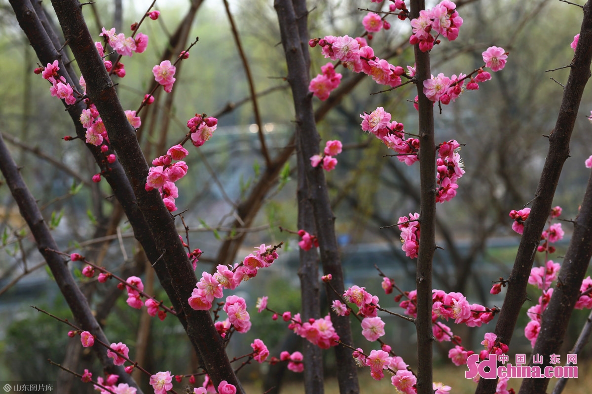 济南：几番春寒后，梅花自清芳