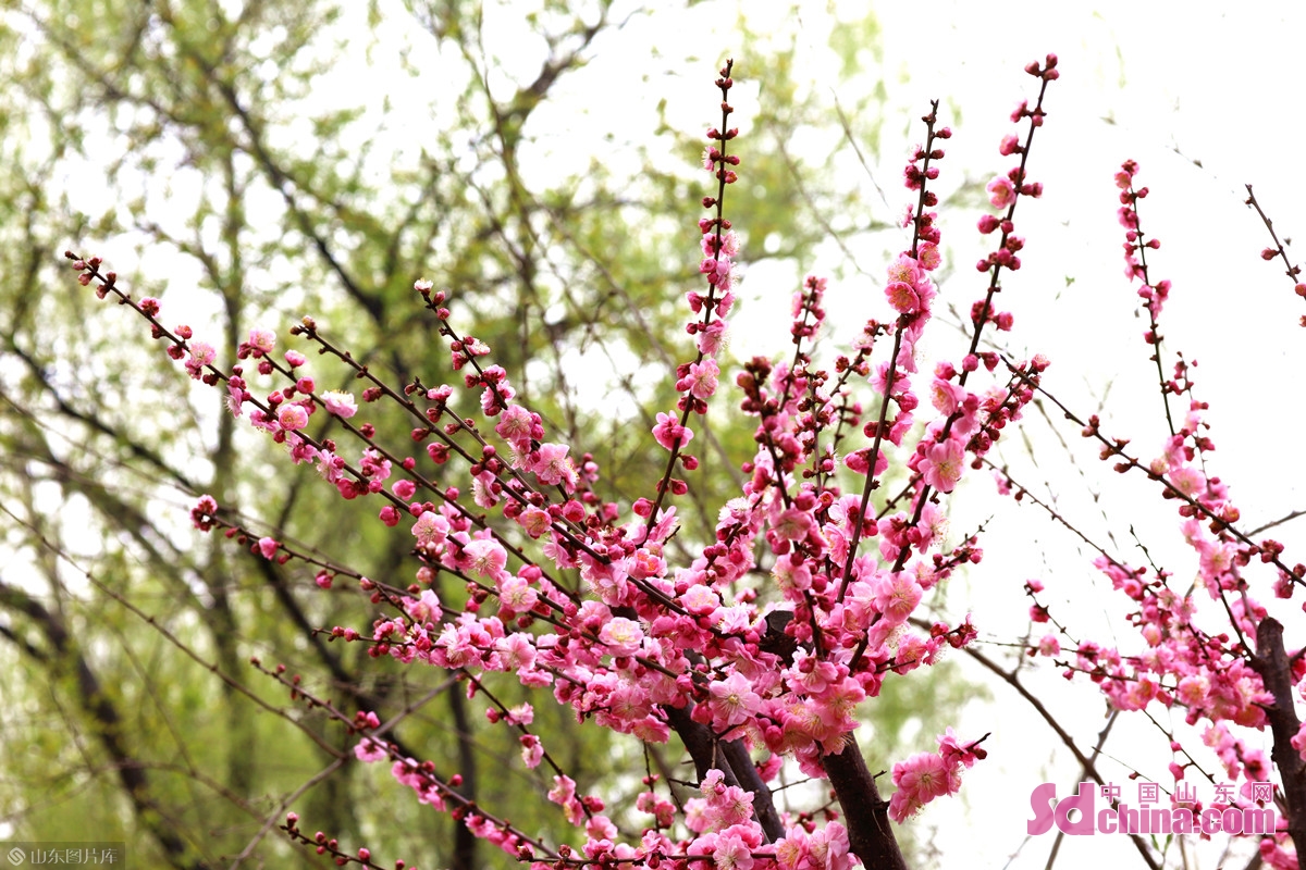 济南：几番春寒后，梅花自清芳