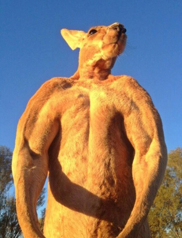 动物搏击太激烈为了生存和真爱它们也拼了