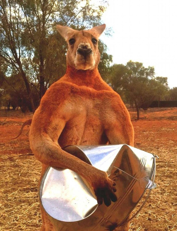 动物搏击太激烈为了生存和真爱它们也拼了