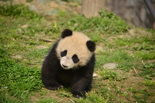 大熊猫“如意”“丁丁”赴俄罗斯欢送仪式在雅安市碧峰峡基地举行