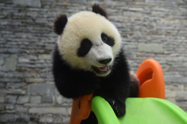 大熊猫“如意”“丁丁”赴俄罗斯欢送仪式在雅安市碧峰峡基地举行