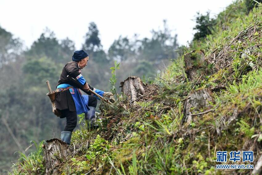 Tanam Pohon di Seluruh Negeri Buat Musim Semi Menjadi Indah_fororder_zs4
