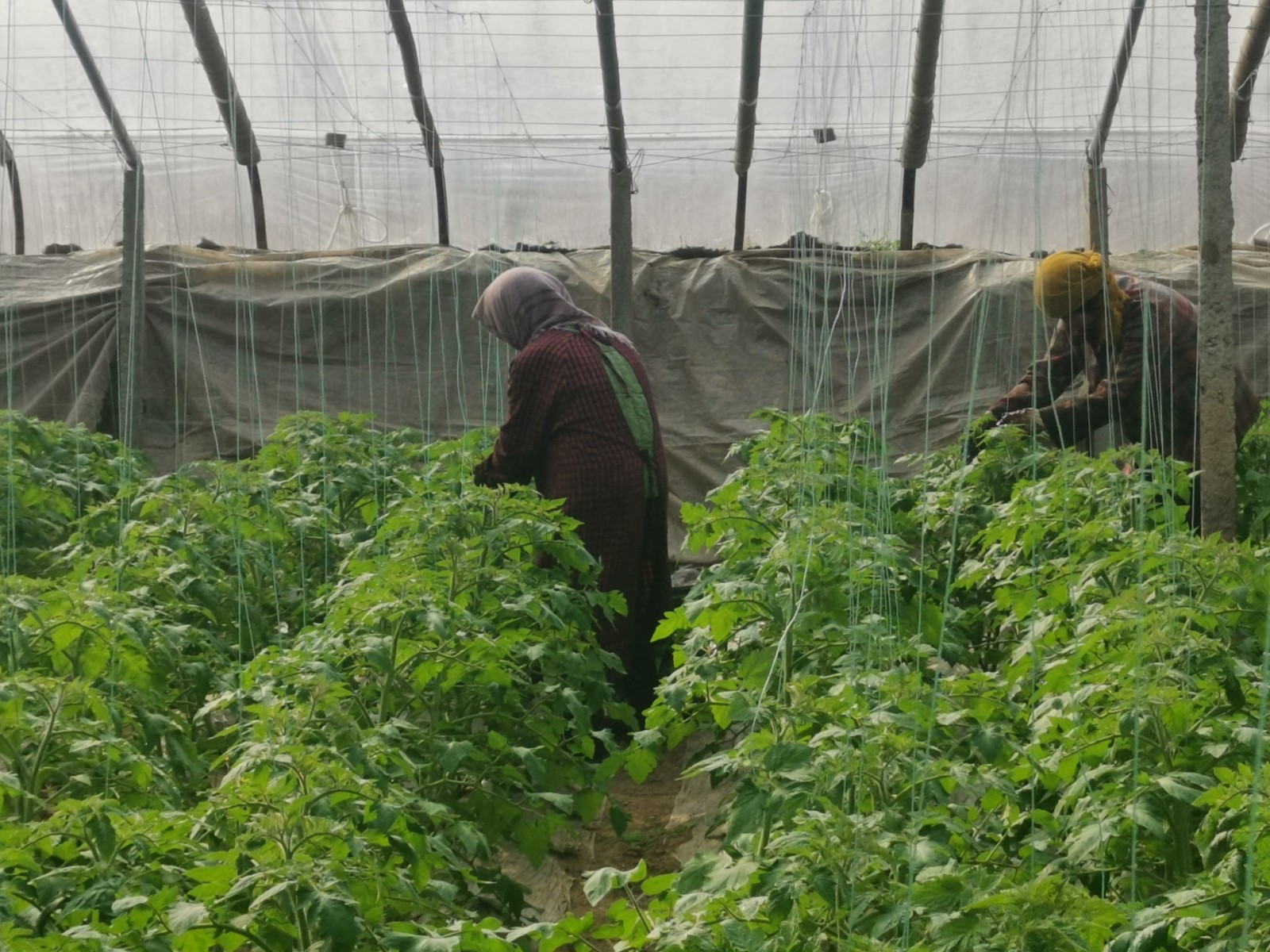 寻找“黄河粮仓”的年轻种田人