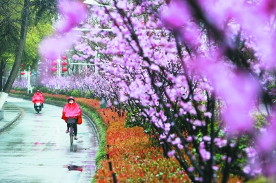 南京：乍暖還寒時 枝頭猶鬧春