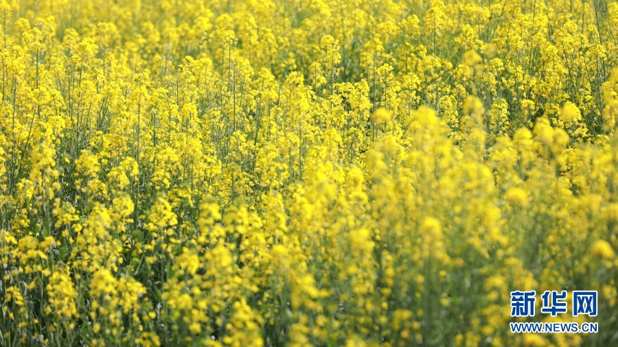 云南施甸：油菜花香醉春光