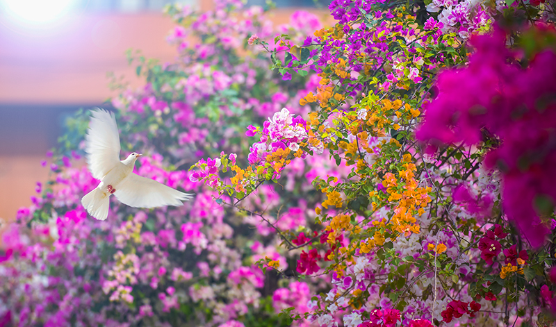 “阳光暖男”攀枝花：来一次就会爱上的城市_fororder_三角梅-供图-攀枝花市委宣传部