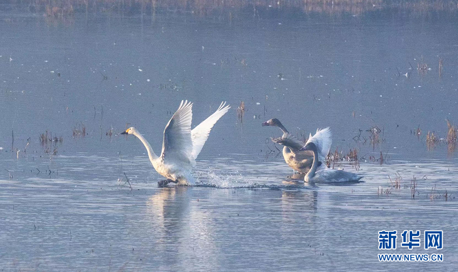 湖北武穴：天鵝湖裏天鵝飛 天上精靈落人間