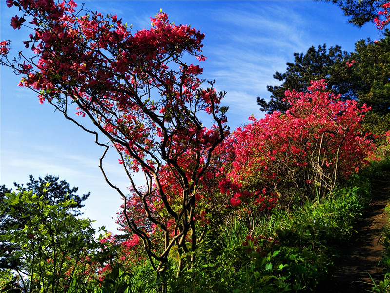 【湖北】【CRI原創】“五一”看花好去處 龜峰山景區杜鵑雲海美如畫（組圖）