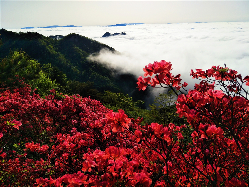 【湖北】【CRI原創】“五一”看花好去處 龜峰山景區杜鵑雲海美如畫（組圖）