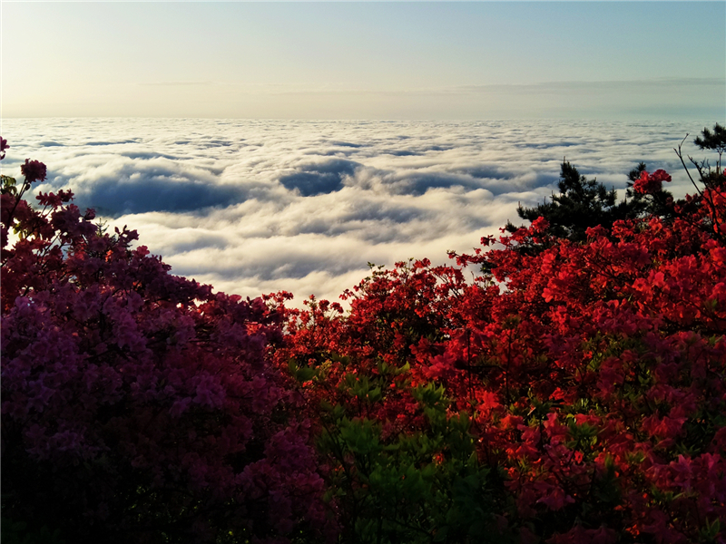 【湖北】【CRI原創】“五一”看花好去處 龜峰山景區杜鵑雲海美如畫（組圖）