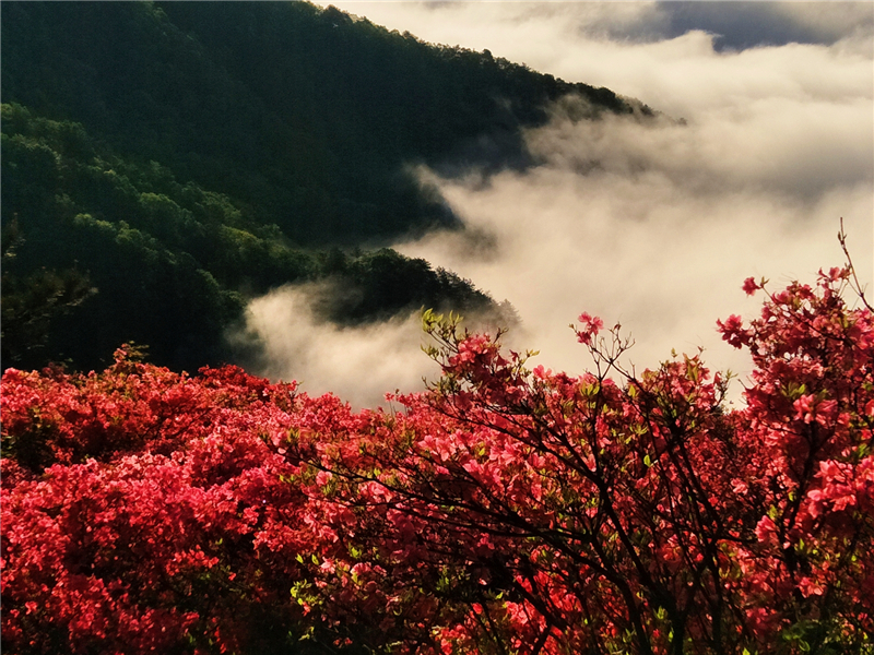 【湖北】【CRI原創】“五一”看花好去處 龜峰山景區杜鵑雲海美如畫（組圖）