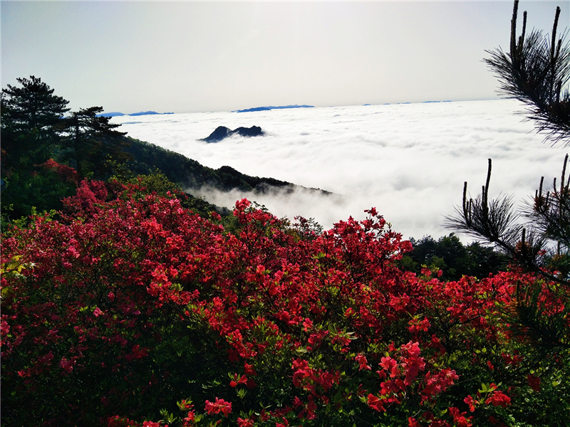 【湖北】【CRI原創】“五一”看花好去處 龜峰山景區杜鵑雲海美如畫（組圖）