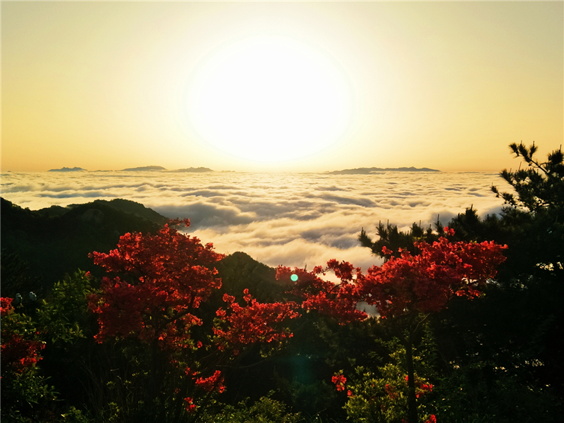 【湖北】【CRI原創】“五一”看花好去處 龜峰山景區杜鵑雲海美如畫（組圖）