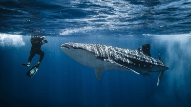 An kusanci wani Whale shark a kasar Maldives