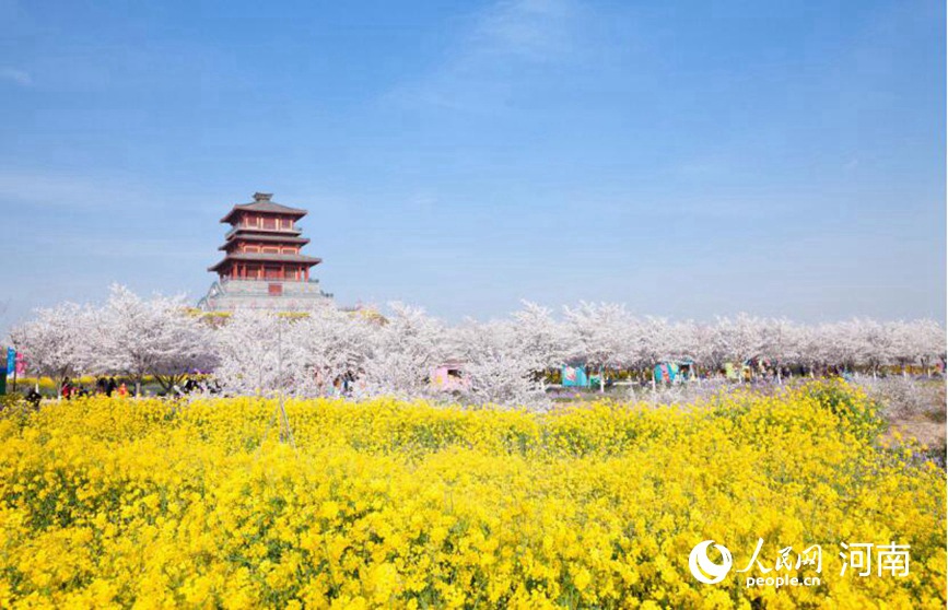 河南荥阳：黄河两岸樱花迎春次第开