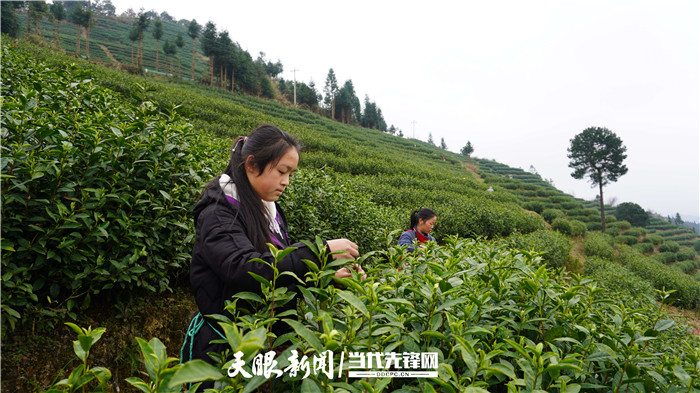 （中首）贵州丹寨：春茶香 采茶忙